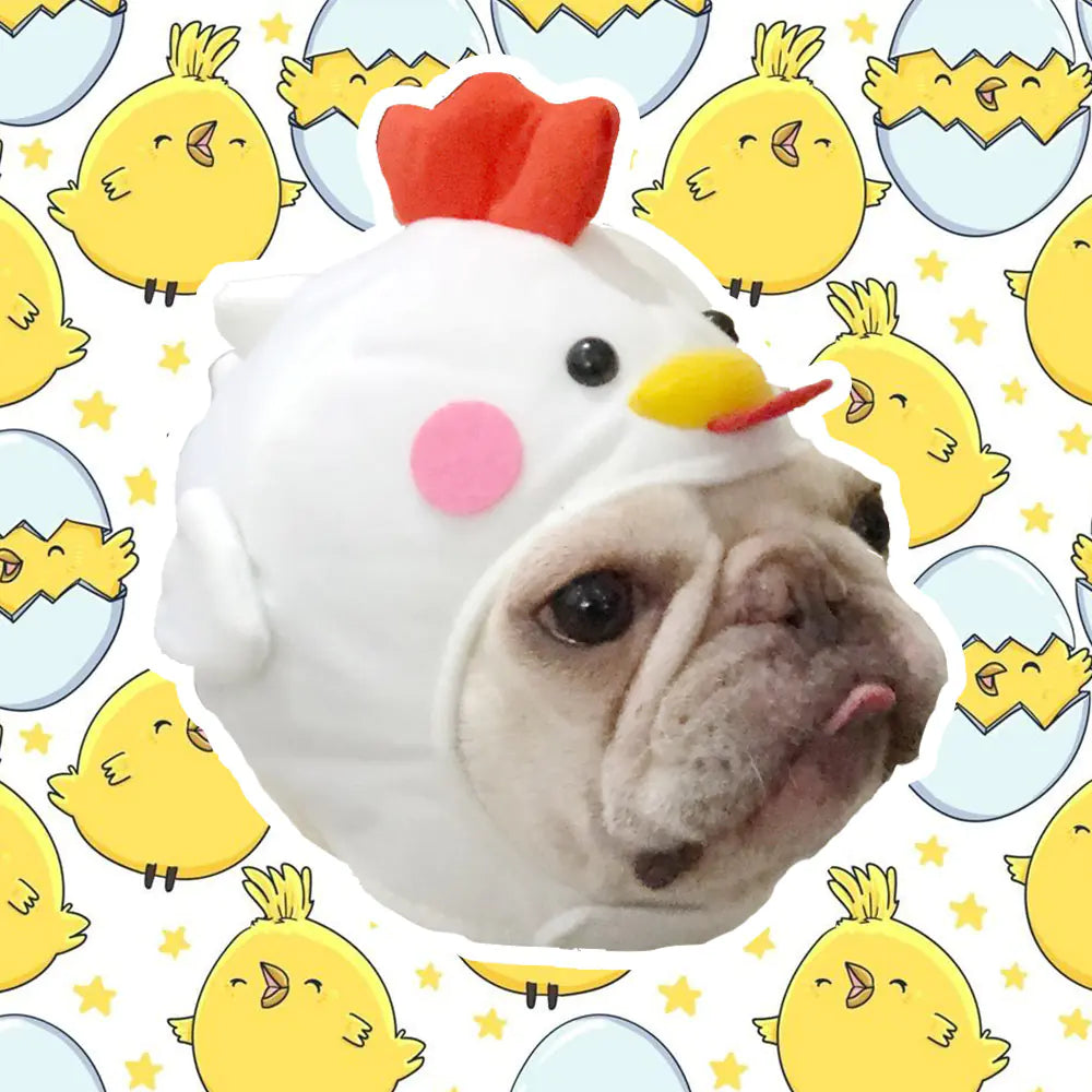 Cute Dog Hat for Styling Videos